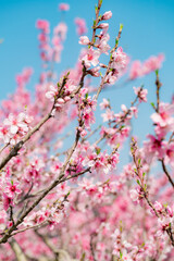 果樹園の桃の花