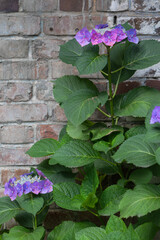 Hydrangea and brick wall