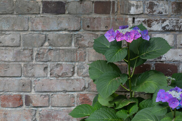 Hydrangea and brick wall