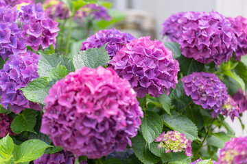 Hydrangea flowers