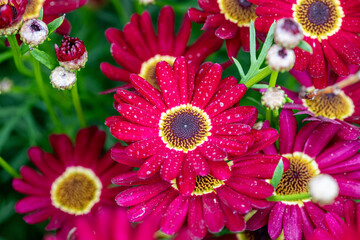 red and yellow flowers