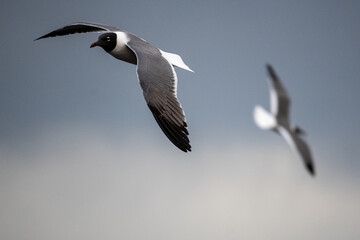 seagull in flight at City Island