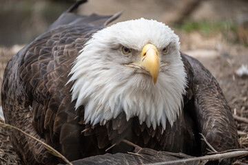Bald Eagle sitting on a nest
