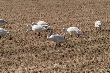 長野県駒ケ根市　休耕田で寛ぐ白鳥の群れ