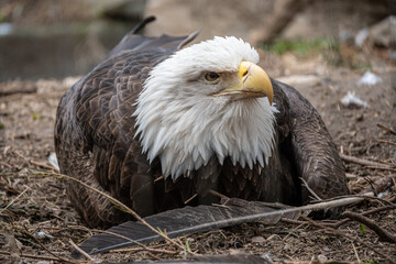 Bald Eagle sitting on a nest