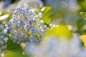 Obraz premium Hydrangea flowers