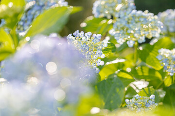 Obraz premium Hydrangea flowers