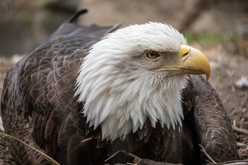 Bald Eagle sitting on a nest