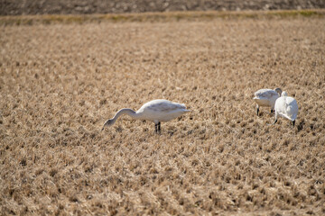 長野県駒ケ根市　休耕田で寛ぐ白鳥の群れ