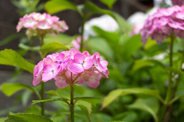 庭園に咲いたアジサイ