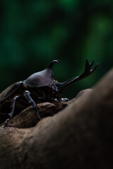Pictures of male beetles clinging to trees in the forest.