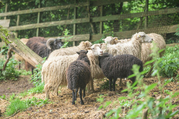 Schwarze und weisse Schafe einer Schafherde auf einer Koppel schauen in die Kamera