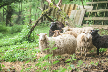 Schwarze und weisse Schafe einer Schafherde auf einer Koppel schauen in die Kamera