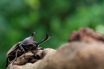 Pictures of male beetles clinging to trees in the forest.