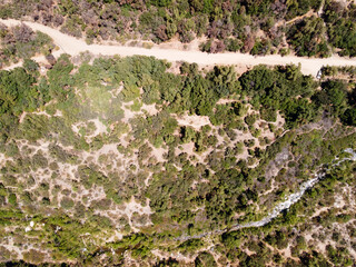 General view of the endemic plants of rio clarillo national park on a sunny day.