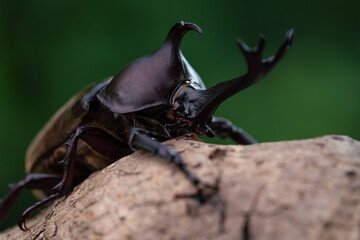 Pictures of male beetles clinging to trees in the forest.