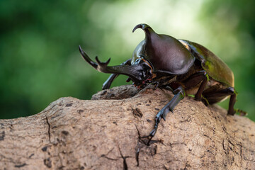 Pictures of male beetles clinging to trees in the forest.