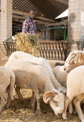 African american male proffesional farmer feeds sheeps with hay at farm ..