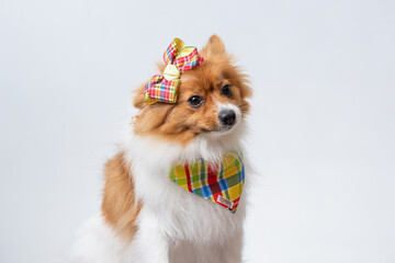 Fotografia de pets em estudio fotografico