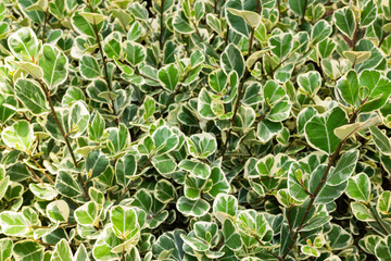 Bright spring leaves on the tree