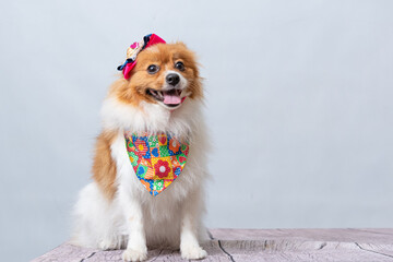 festa junina com pet