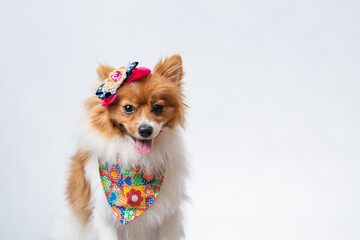 festa junina com pet