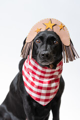 festa junina com pet