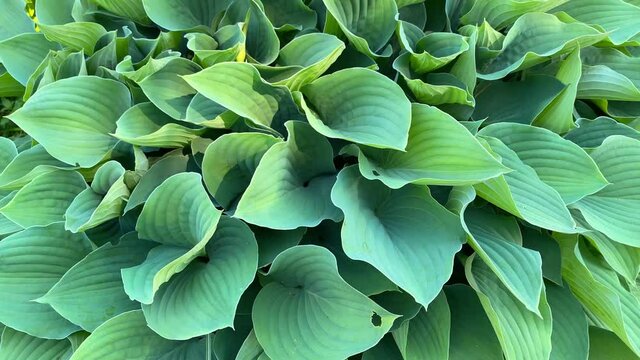 Large green leaves of hosta plant close up. Natural beautiful background, splash. Hosta - an ornamental plant for landscaping park and garden design.