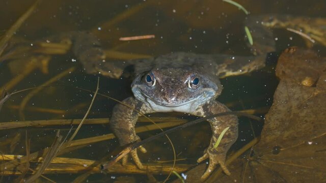 A brown frog on the swamp in the forest ready to jump out of the water