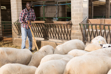 Young african american man farmer feeding dry forage to sheeps at farm indoor