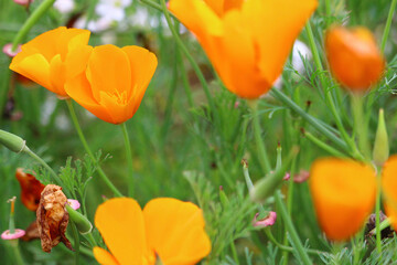 tulips in the garden