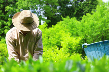 person in the garden