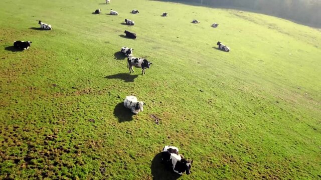 Herd of cattle resting and grazing in field on sunny hazy day
