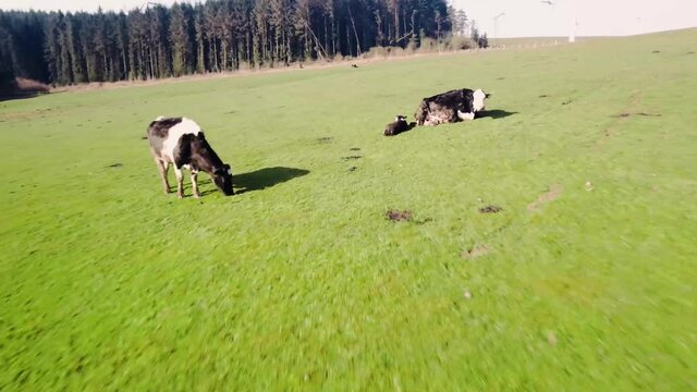 slow fly through very close to herd of cattle grazing pasture in early morning sun with calf and mother