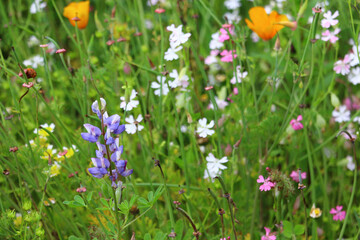flowers in the meadow