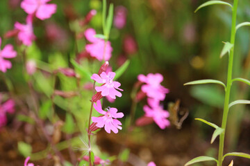 pink and white flowers