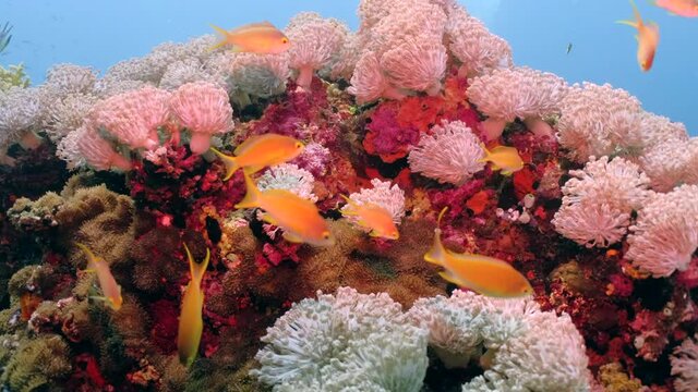 Orange Basslet Fish Swimming Around Beautiful Sea Anemone On The Reef. underwater, dolly-in