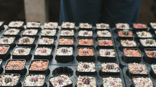 Someone picks out a mini potted cactus on a table full of potted baby cacti.