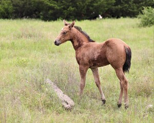 A Young Foul in a Rural Pasture in South Central Oklahoma