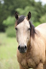 Obraz na płótnie Canvas Closeup of a Horse in a Rural Pasture in South Central Oklahoma