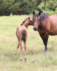 Obraz premium A Mare and Her Foal in a Rural Pasture in South Central Oklahoma