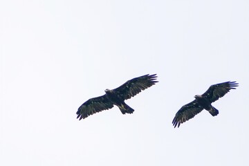 大空を悠然とランデブー飛行するイヌワシのカップル