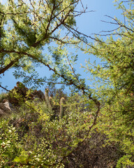 General view of the endemic plants of rio clarillo national park on a sunny day.