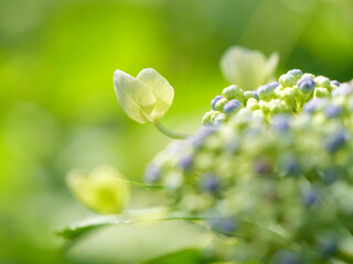 あじさいのつぼみと咲きかけの花