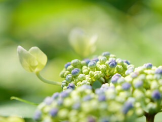 あじさいのつぼみと咲きかけの花