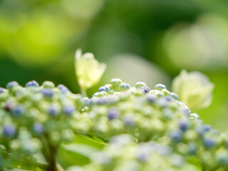 あじさいのつぼみと咲きかけの花