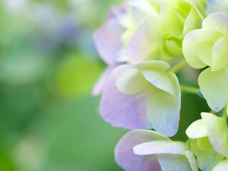 あじさいの花 クローズアップ
