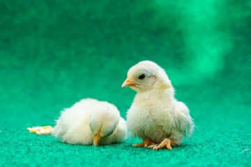 The yellow serama chicks on a artificial grass background.