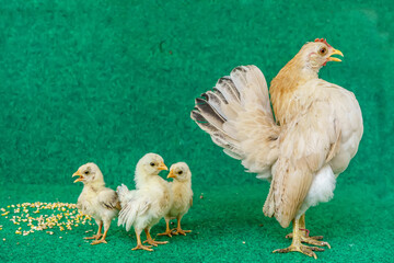 The hen and the yellow serama chicks on a artificial grass background.