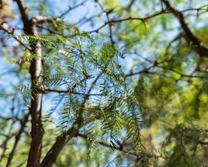View from below of plants out of focus towards the sun in rio clarillo national park